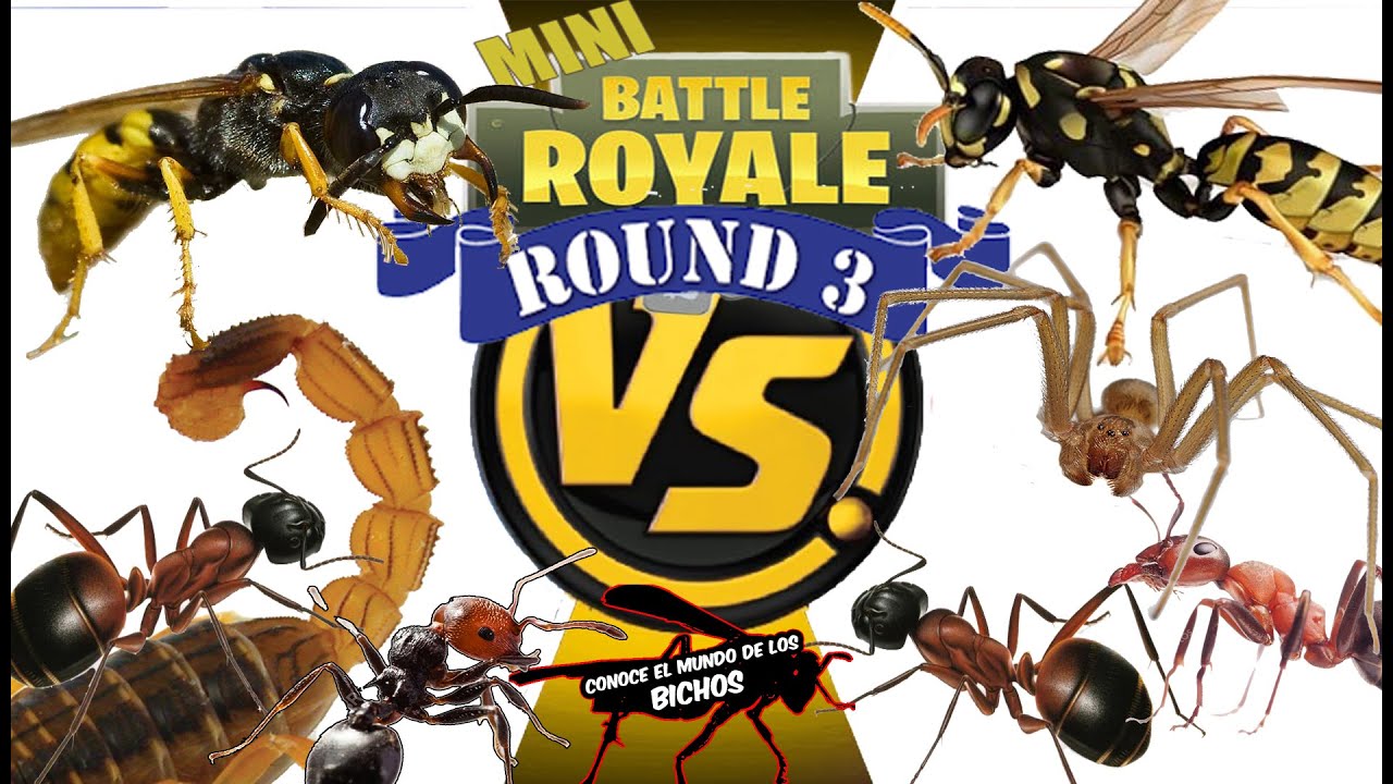 MINI BATTLE ROYALE - ROUND 3