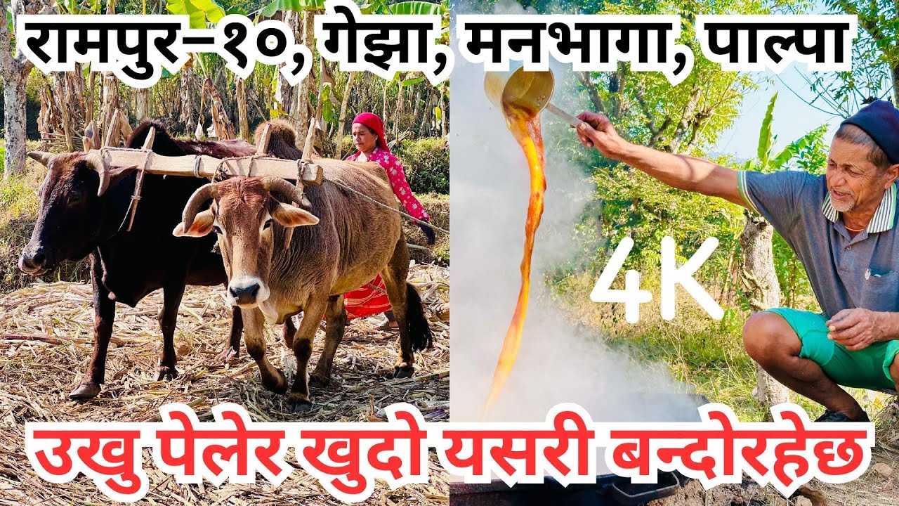 उखु पेलेर खुदो बनाउने पुरानो तरिका // रामपुर, पाल्पा // 'Khudo' Making Process From Sugarcane // 4K