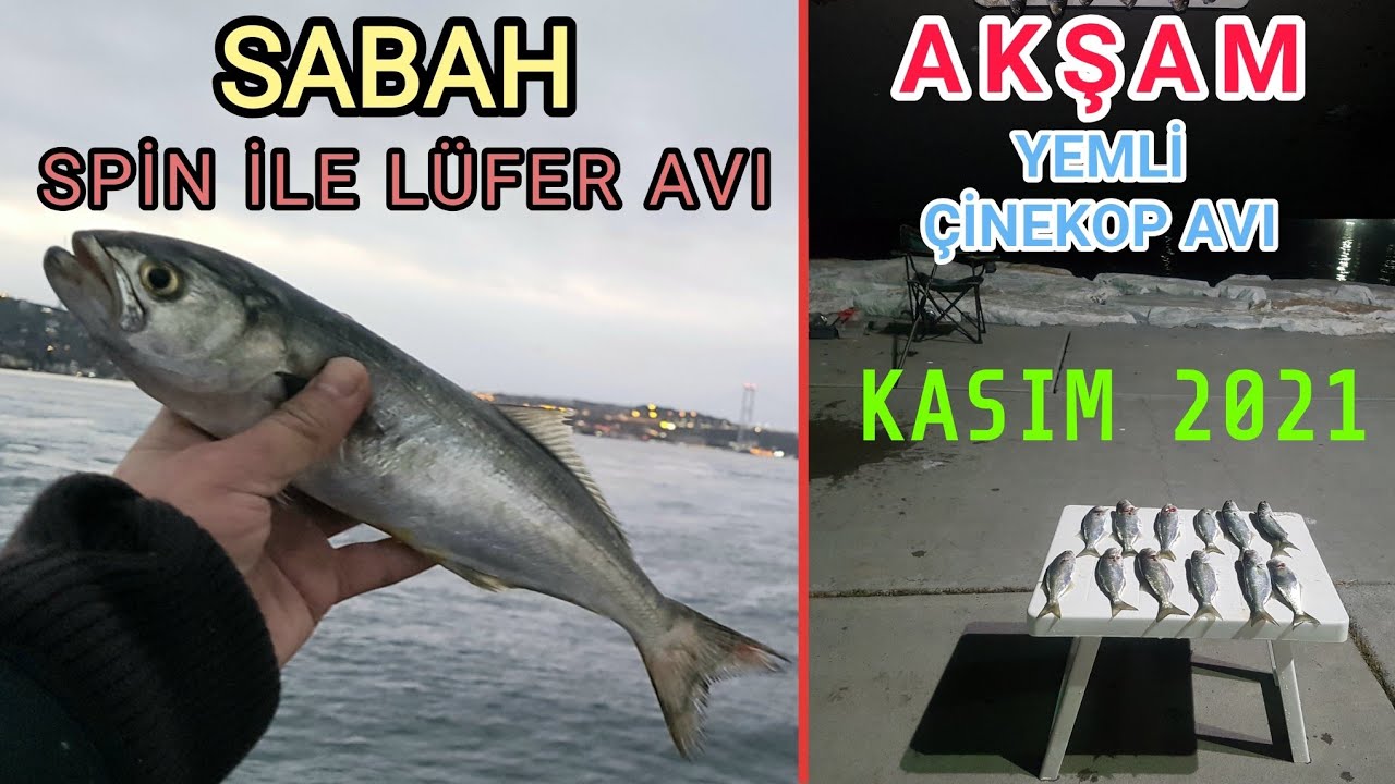 Boğazda Spin ile Lüfer Avı / Yenikapı Sahili Kıyıdan Yemli Çinekop Avı / Sarıkanat Avı #spin #lüfer