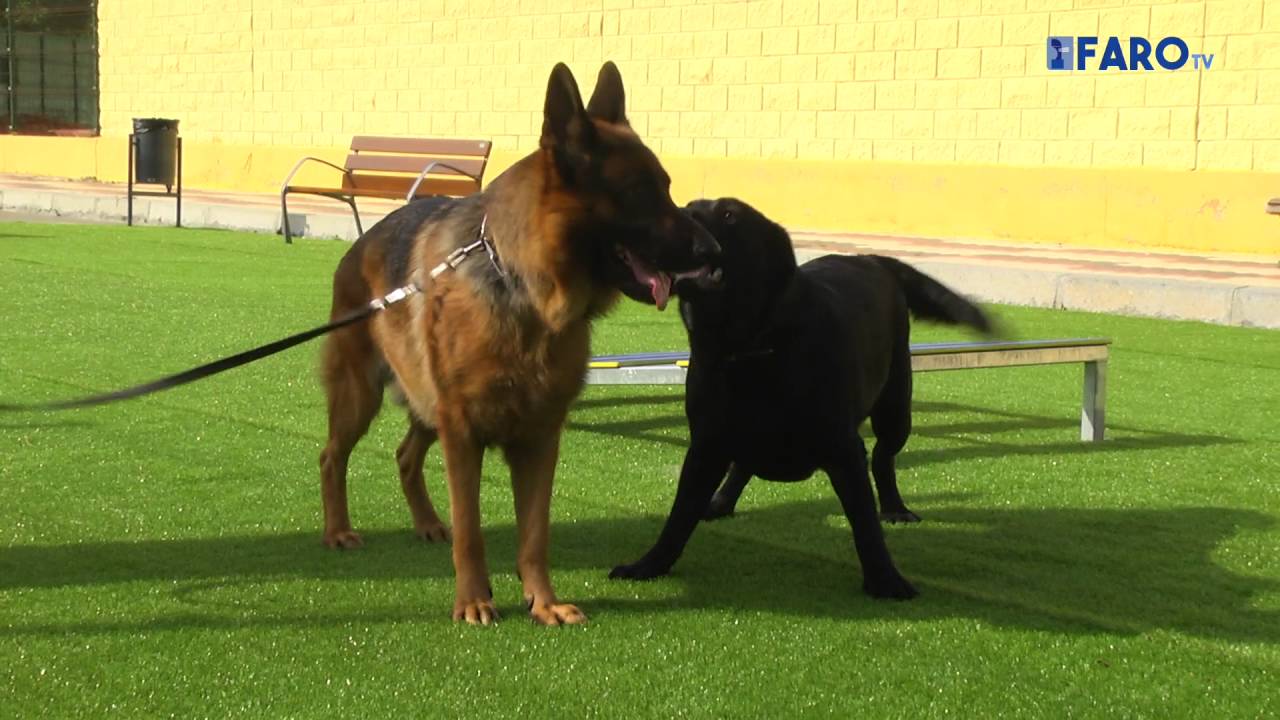 El nuevo parque de perros, abierto al p&uacute;blico