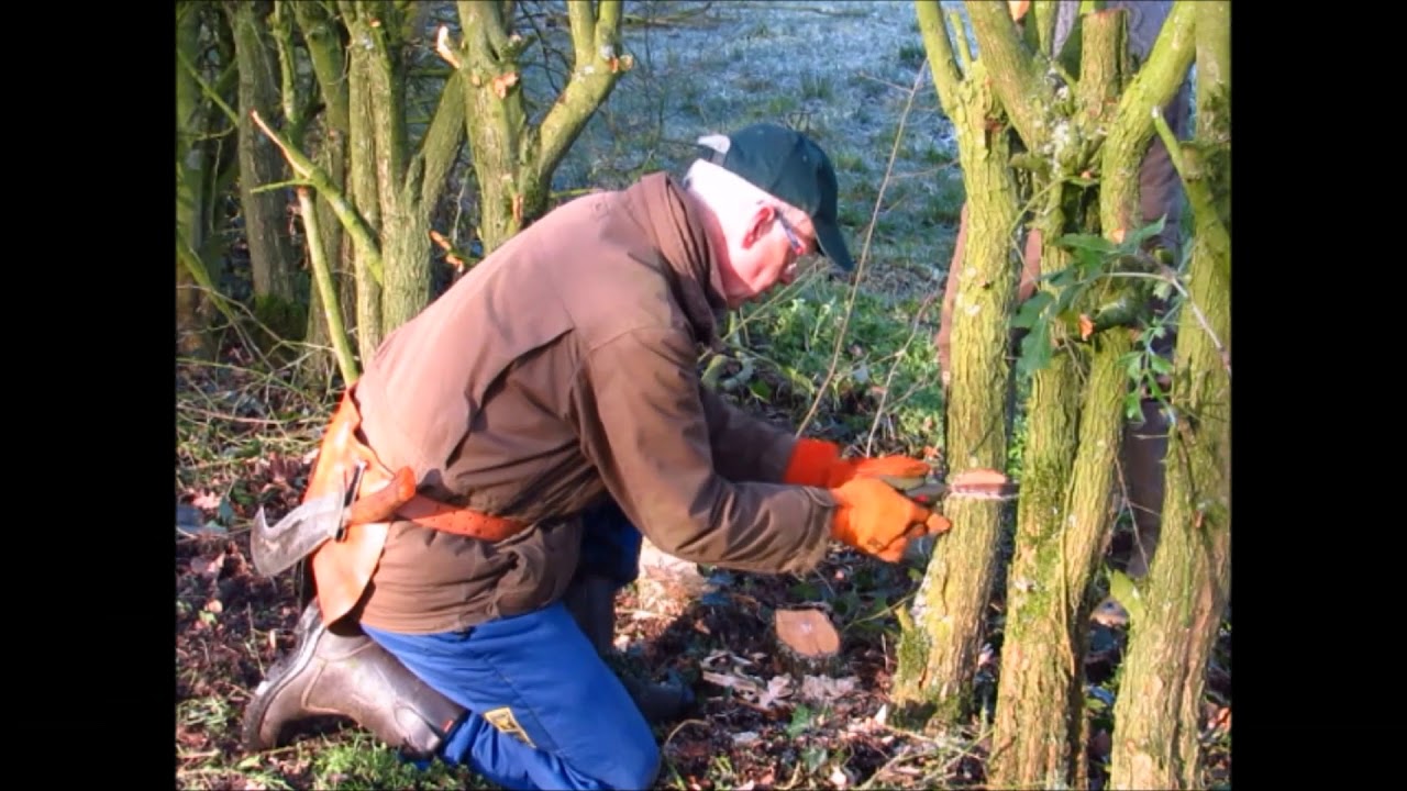 Heg van meidoorn: cursus heg maken van meidoorn bij Graasboerderij Sondel