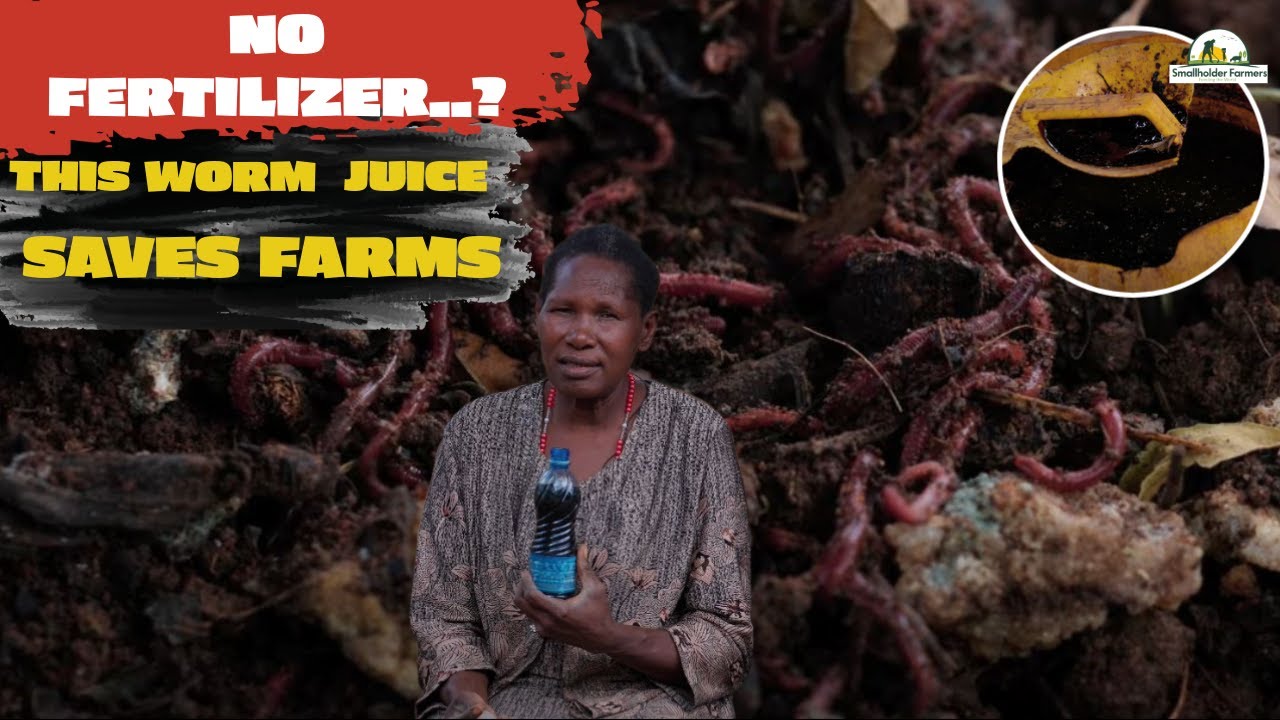 Discover The Healing Power Of Vermicompost Worm Juice