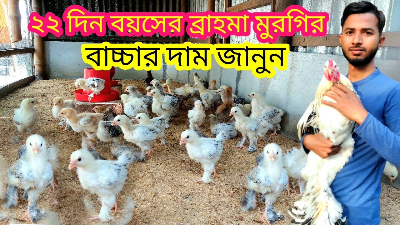 ২২ দিন বয়সের ব্রাহমা মুরগির বাচ্চার দাম জানুন, Brhma murgi palon, Sirajganj ullapara