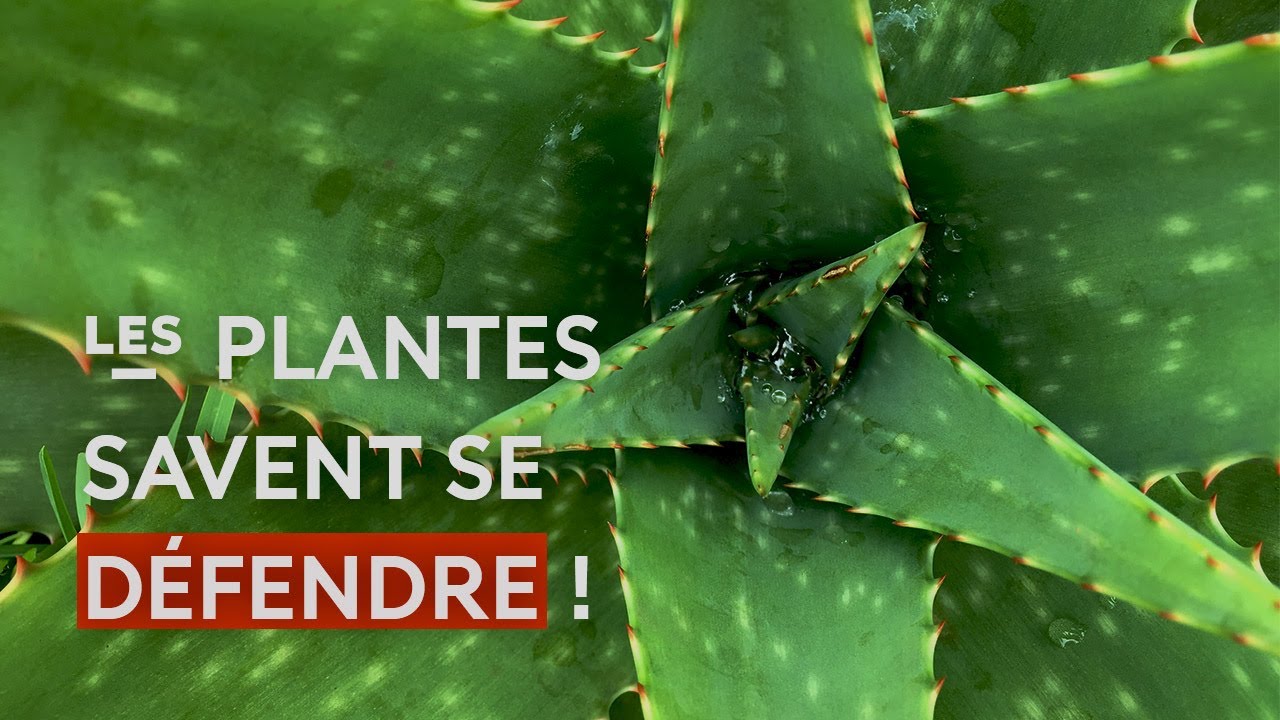 Les secrets des épines