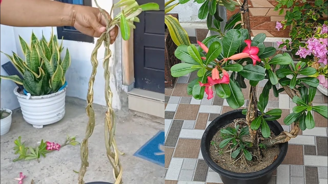 Adenium Bonsai Bending Technique | How to Shape Porcelain Tree