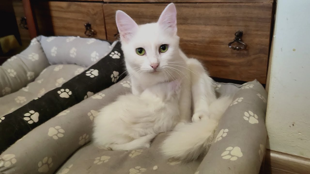Мама-кошка пришла покормить своего котенка. Котенок Микки ест с удовольствием.