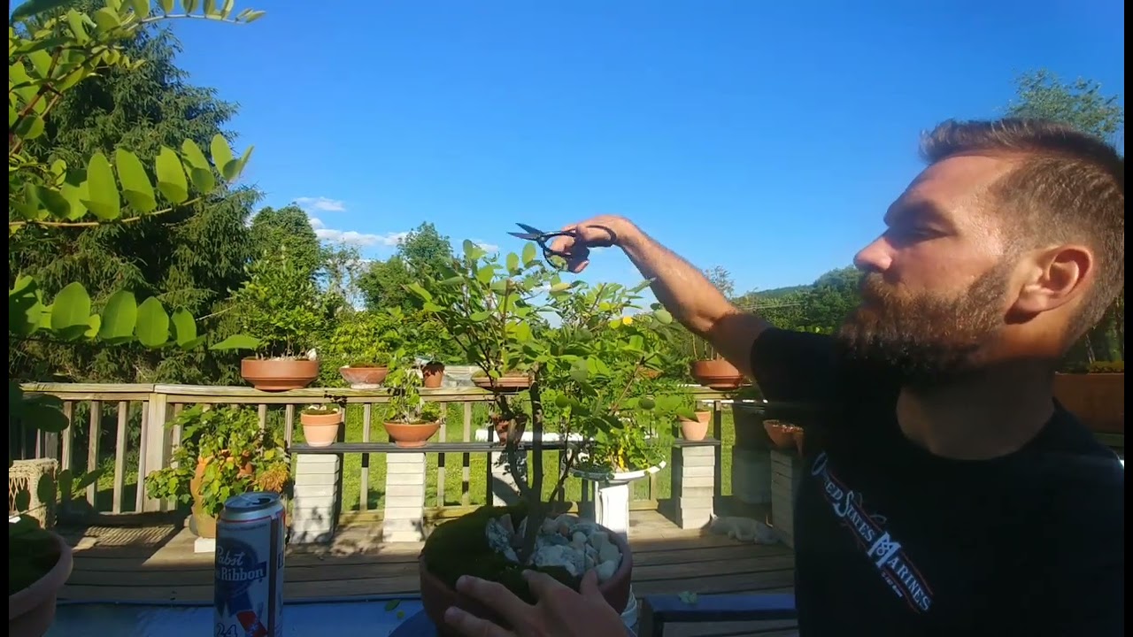 Black Locust Bonsai Pruning - June 2022