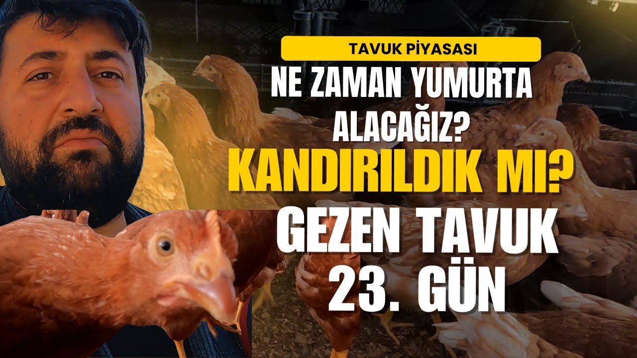 GEZEN TAVUK HAYALLERİ \ KAZIKLANDIK MI? \ İLK FOLLUKLARI KOYDUK \ BİRAZ İŞ BİRAZ DERTLEŞME...