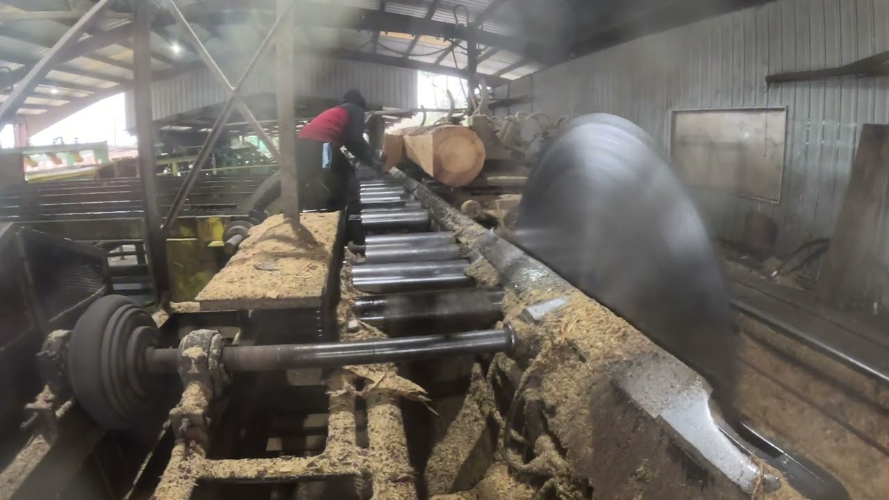 Sawing big 20 foot logs