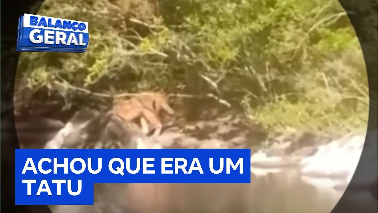 Agricultor fica frente a frente com puma e sobrevive ao ataque