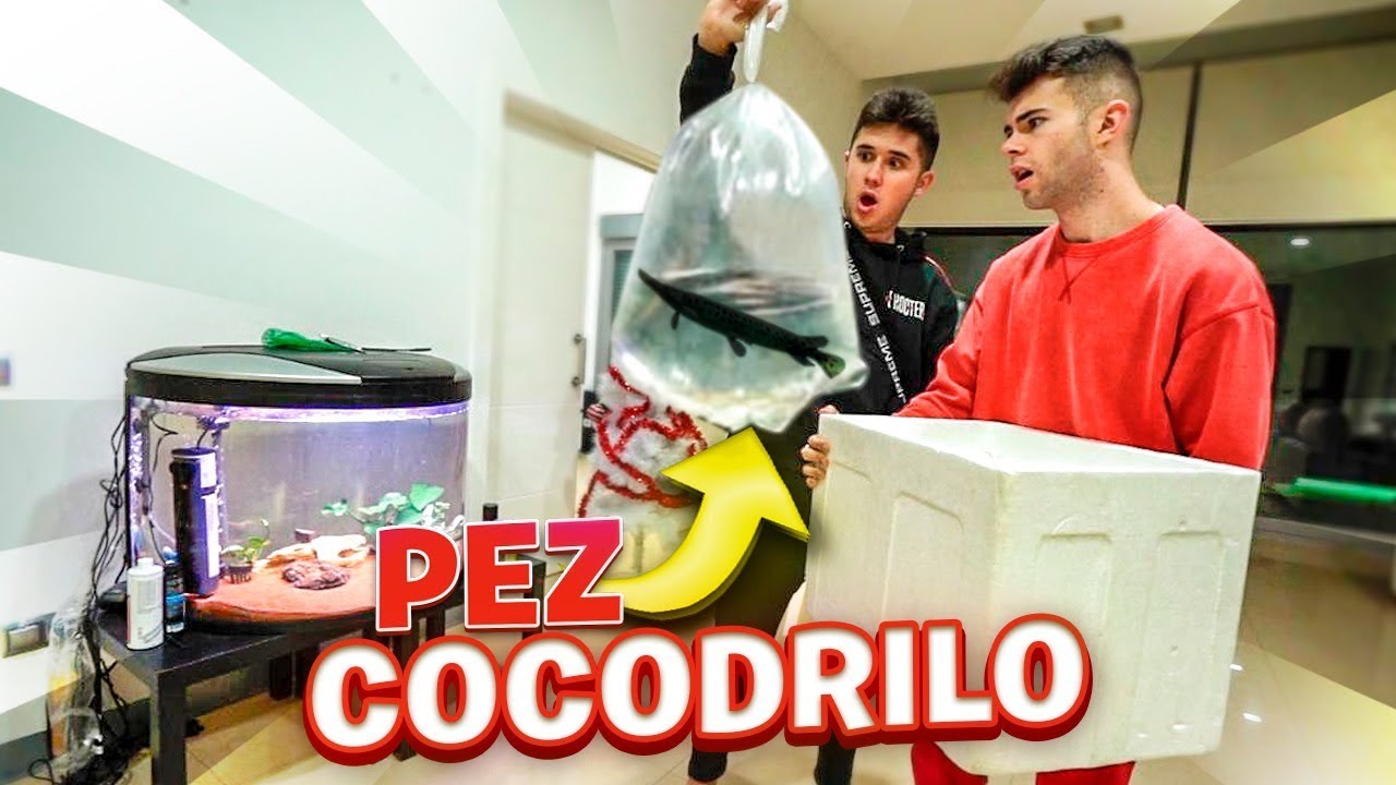ESTE ES MI NUEVO PEZ COCODRILO PREHIST&Oacute;RICO ( PEJELAGARTO ) ** nuevo pez en el acuario ** [Salva]