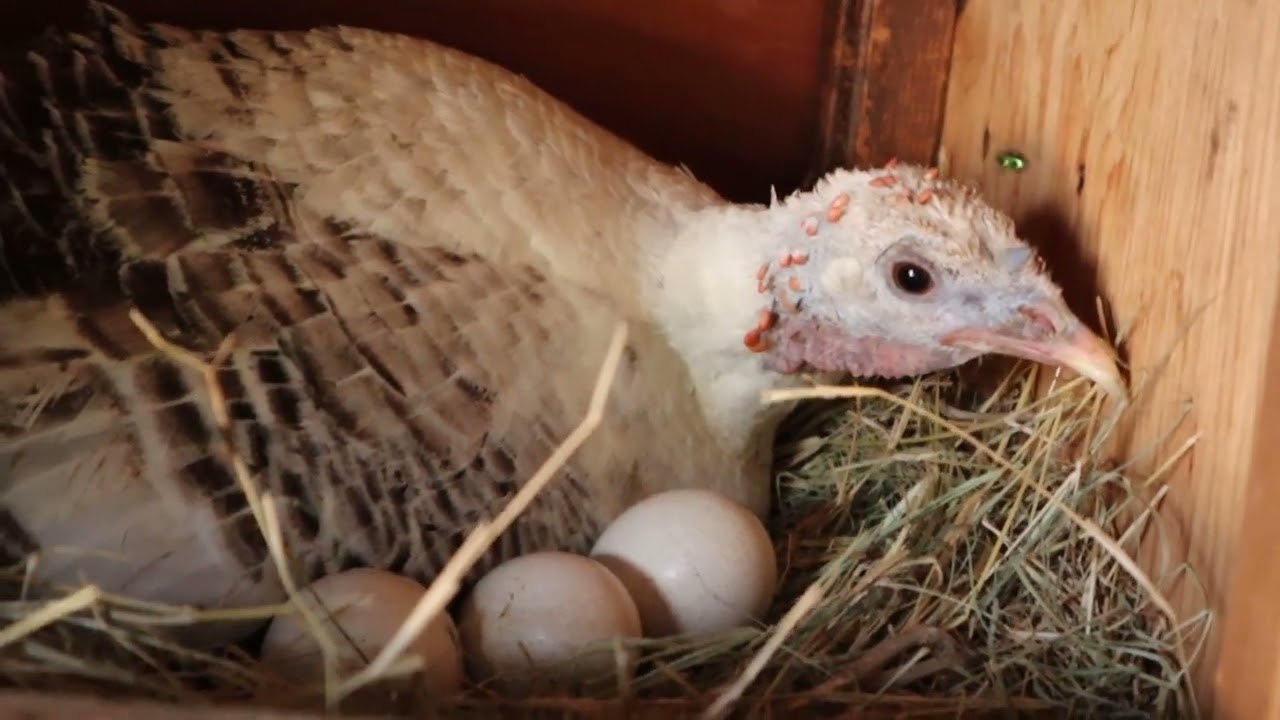 ANTES  DE CRIAR GUAJOLOTES VE ESTE VIDEO...CUIDADOS Y RECOMENDACIONES ...TURKEY FIRST STEPS
