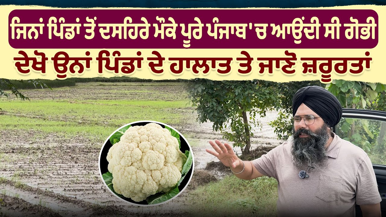 ਜਿਨਾਂ ਪਿੰਡਾਂ ਤੋਂ ਦਸਹਿਰੇ ਮੌਕੇ ਪੂਰੇ ਪੰਜਾਬ 'ਚ ਆਉਂਦੀ ਸੀ ਗੋਭੀ ਦੇਖੋ ਉਨਾਂ ਪਿੰਡਾਂ ਦੇ ਹਾਲਾਤ ਤੇ ਜਾਣੋ ਜ਼ਰੂਰਤਾਂ