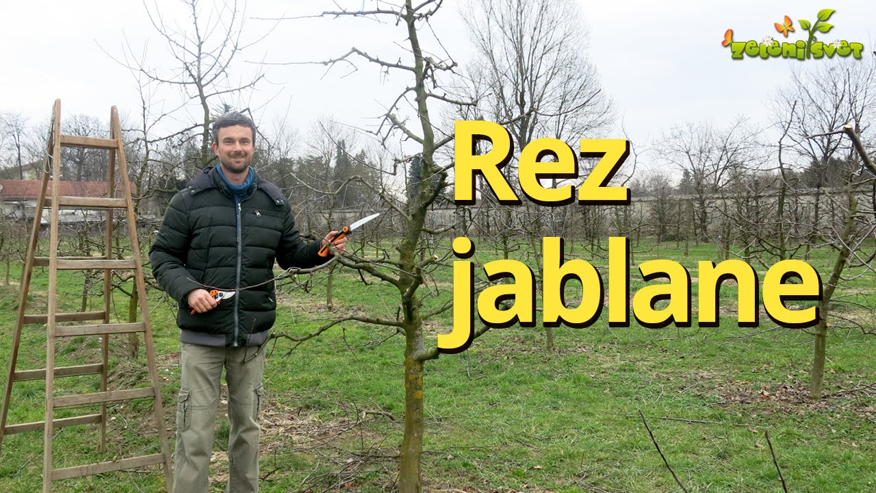 Rez jablane 
