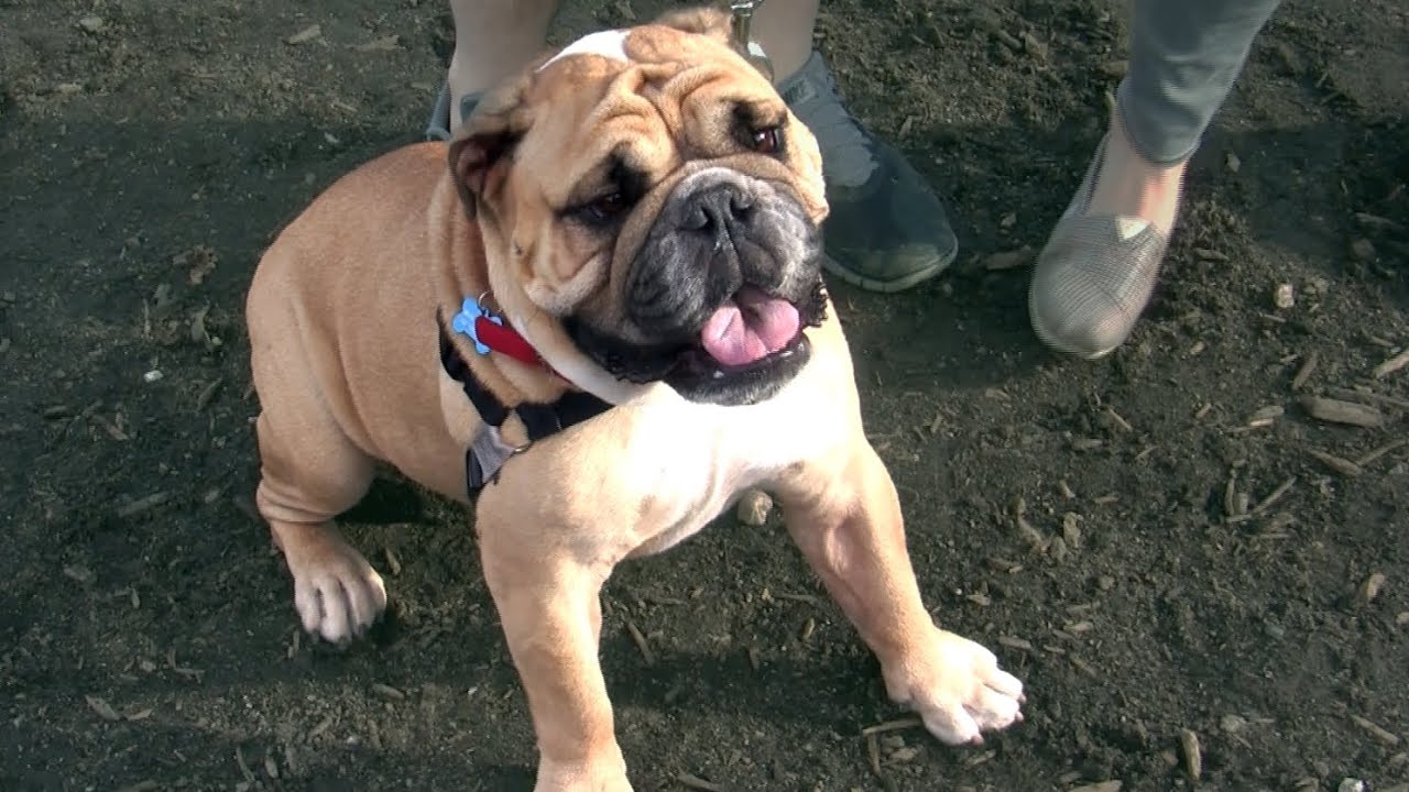 Brian Dawkins, Newly Adopted Bulldog | Super Awesome Dogs