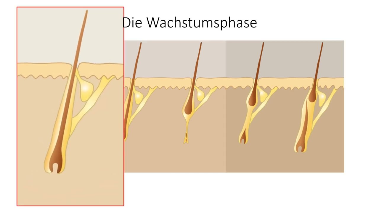 Der natürliche Haarwechsel