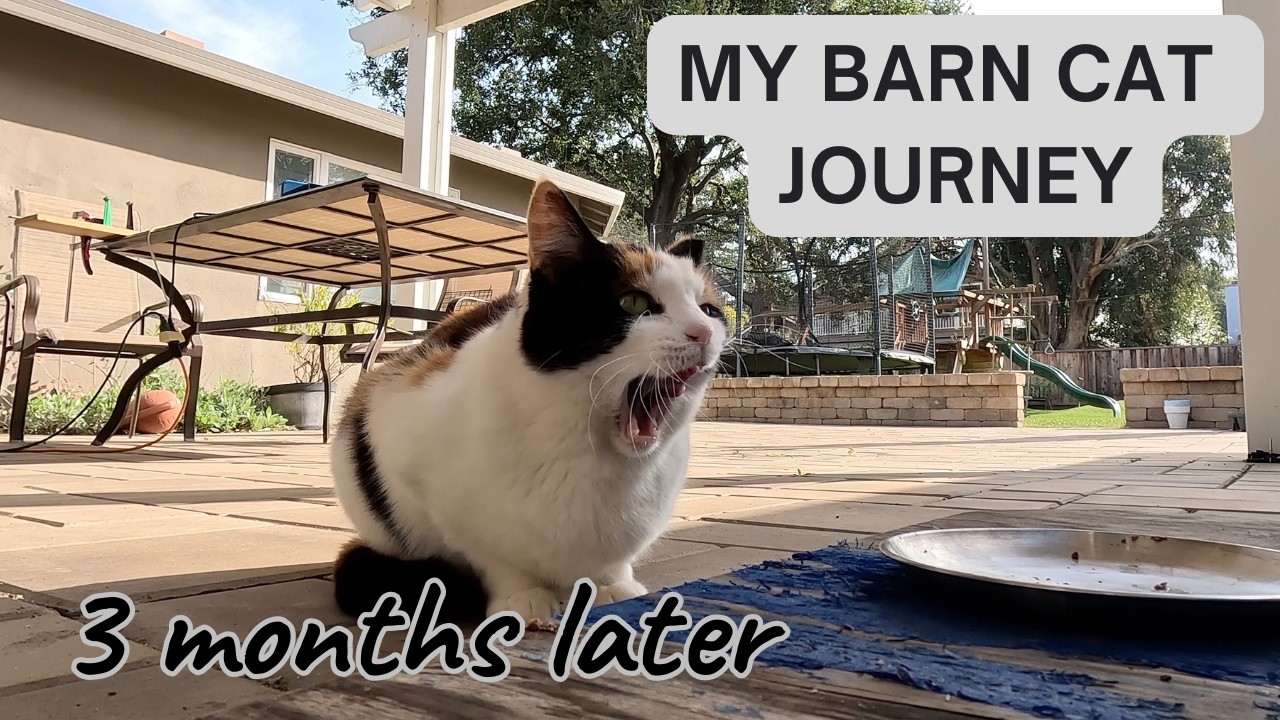 Part 2 of my suburban barn cat journey