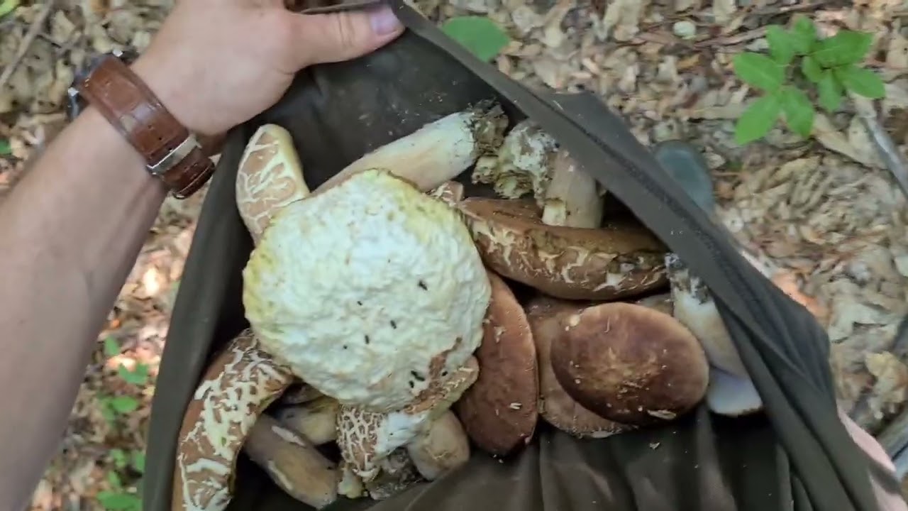 9 juillet 2022 Venez traquer le cèpe d'été avec moi #cepes , #cepes2022 , #porcini2022