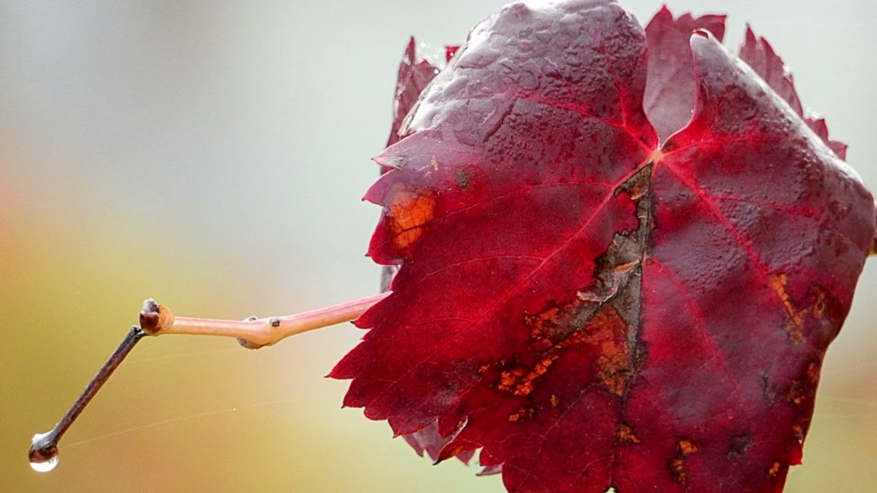 UMBRIA - LE VIGNE COLORATE - 4k