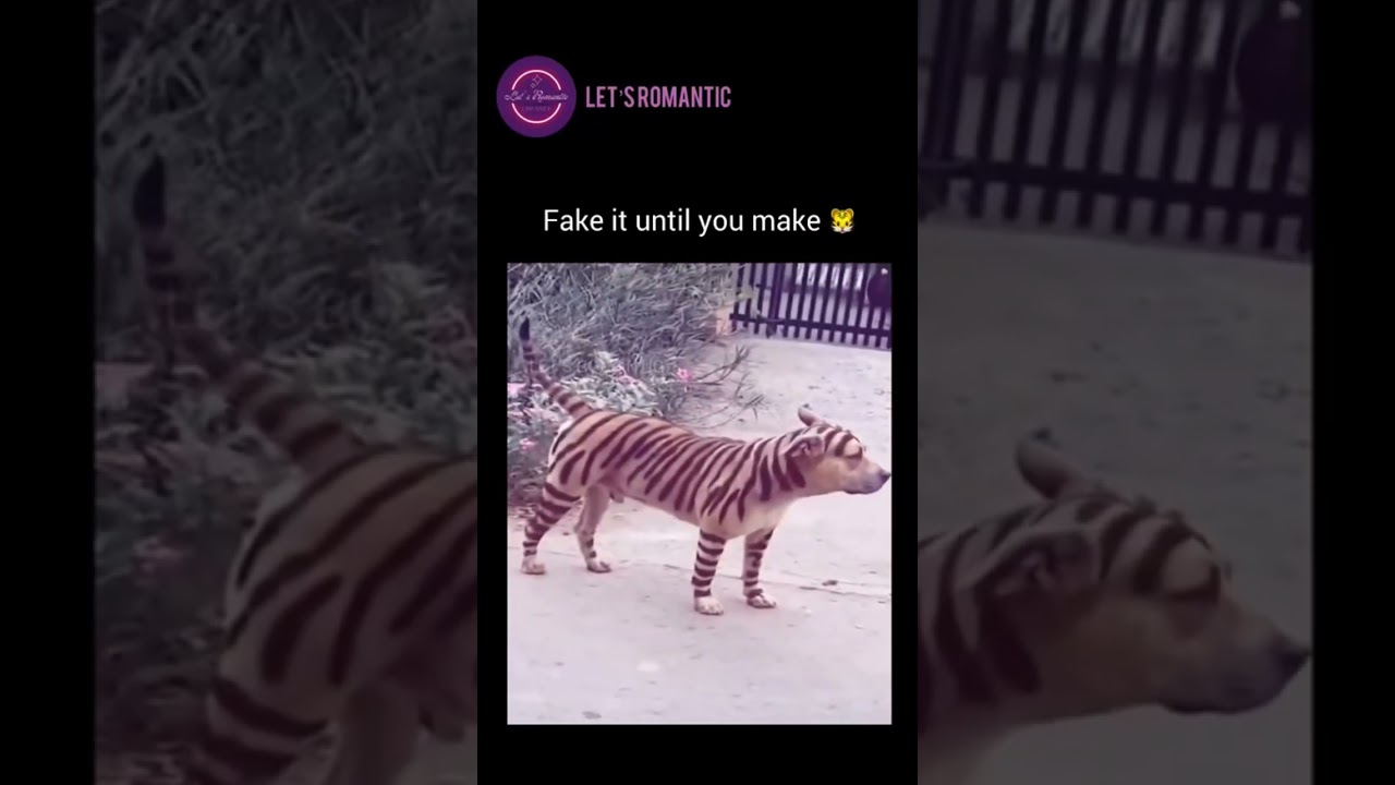 fake it until you make it 😭🤣 #funnyvideo #memes #trending #viral #animals #funny