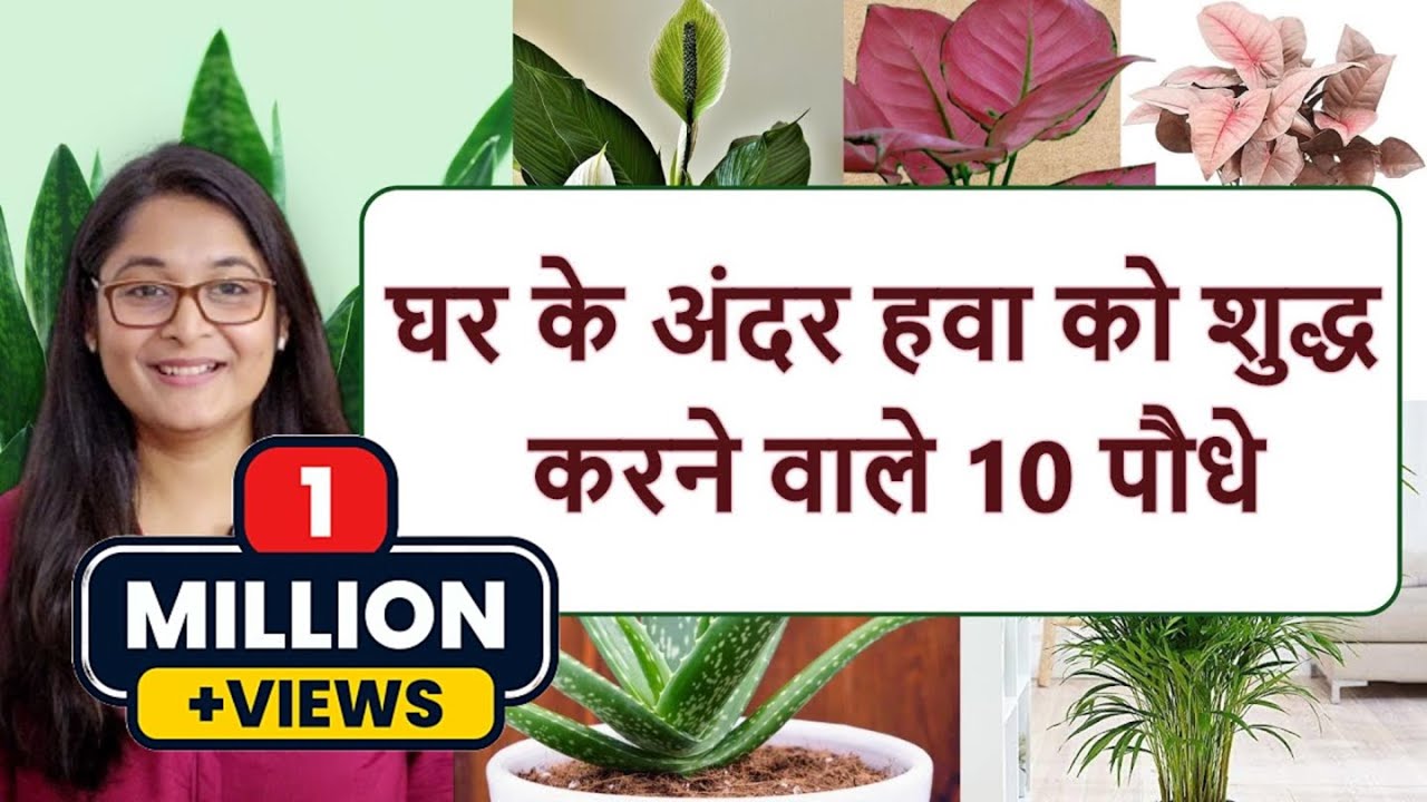 🔴AIR PURIFYING INDOOR OXYGEN BEDROOM PLANTS हवा शुद्ध करने वाले पौधे #airpurifyingplants #plants