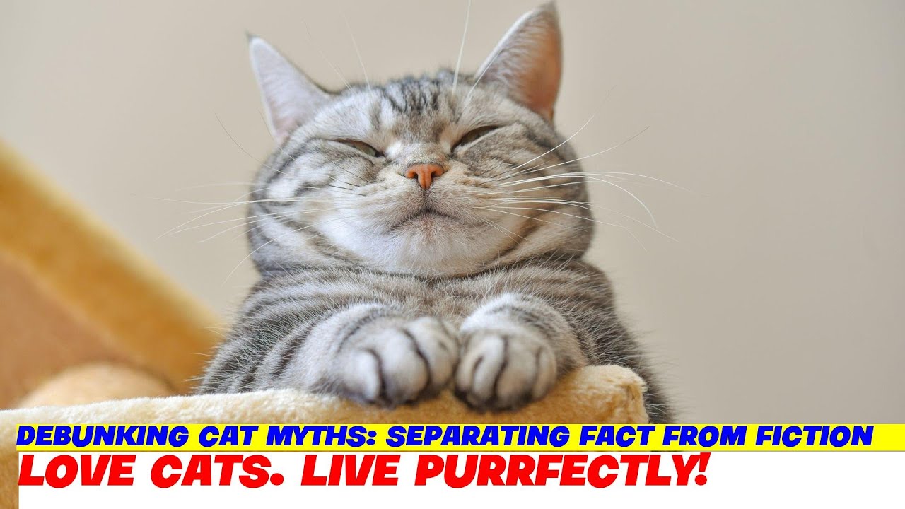 Debunking Cat Myths: Separating Fact from Fiction