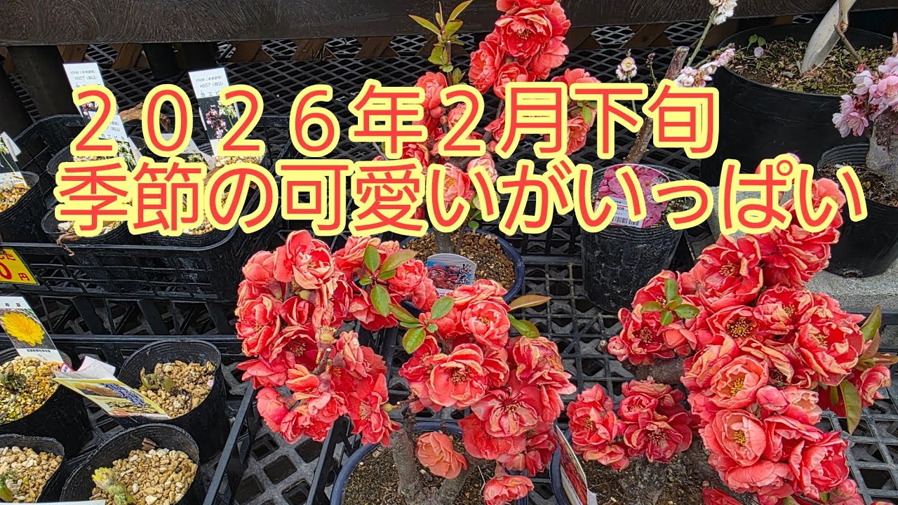 ホームセンターの季節の花が可愛いすぎ🌷