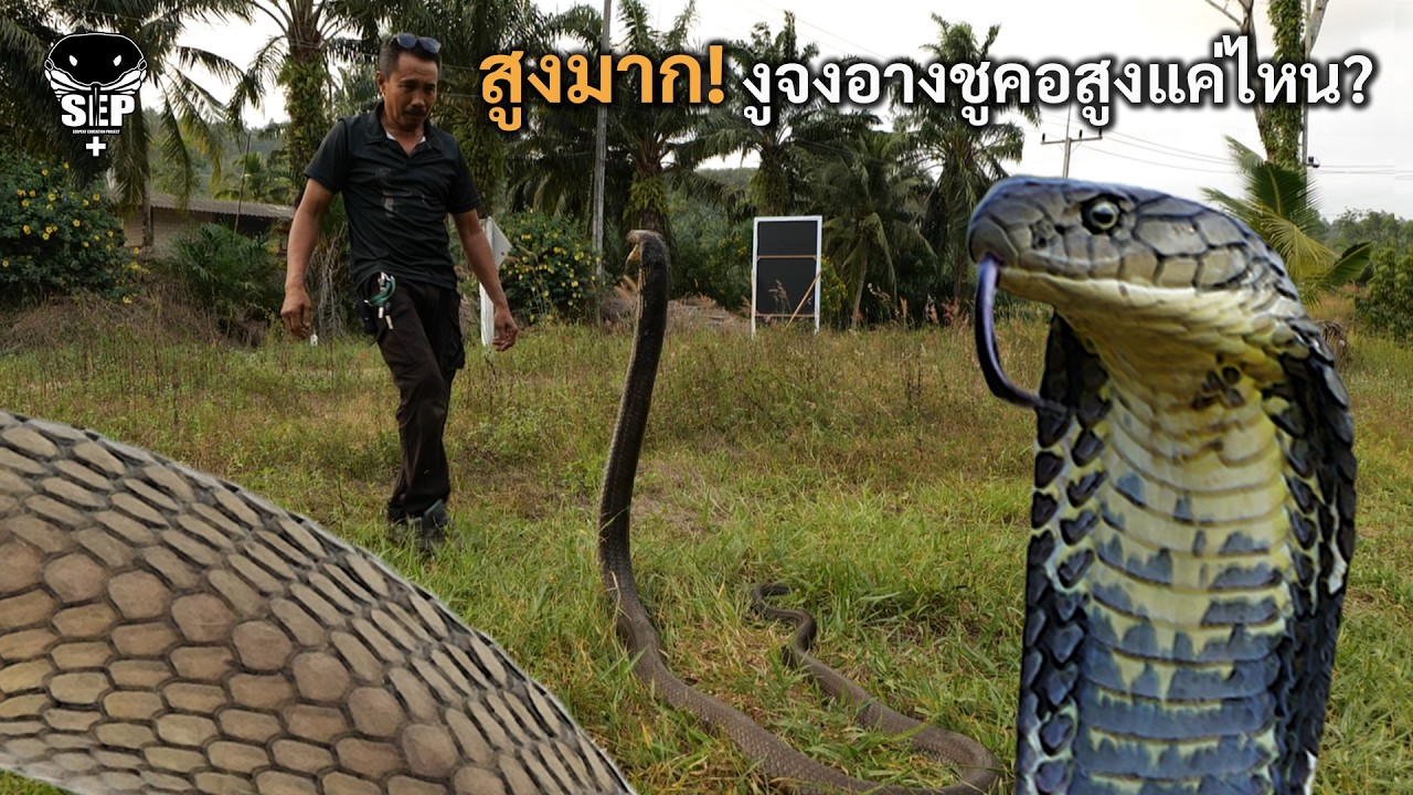 SEP EP.59 สูงท่วมหัว งูจงอางชูคอสูงแค่ไหน?