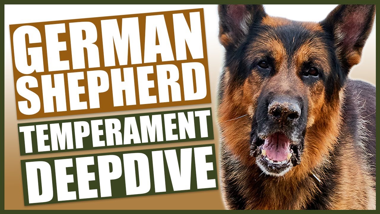 GERMAN SHEPHERD TEMPERAMENT DEEPDIVE