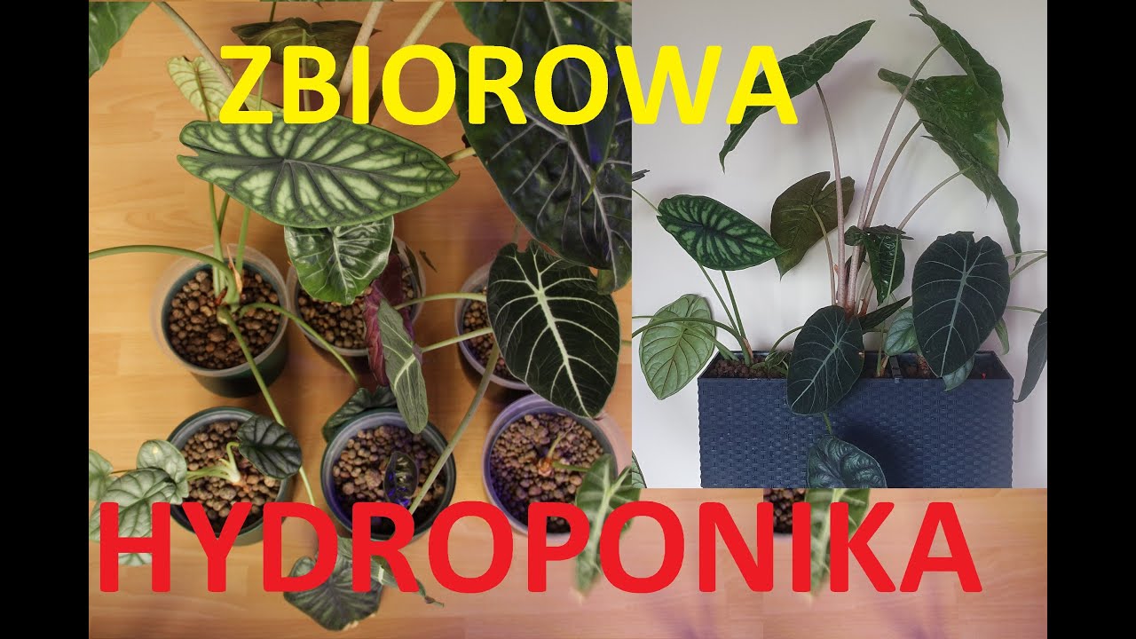 Przesadzam moje wszystkie Alokazje - zbiorowa hydroponika