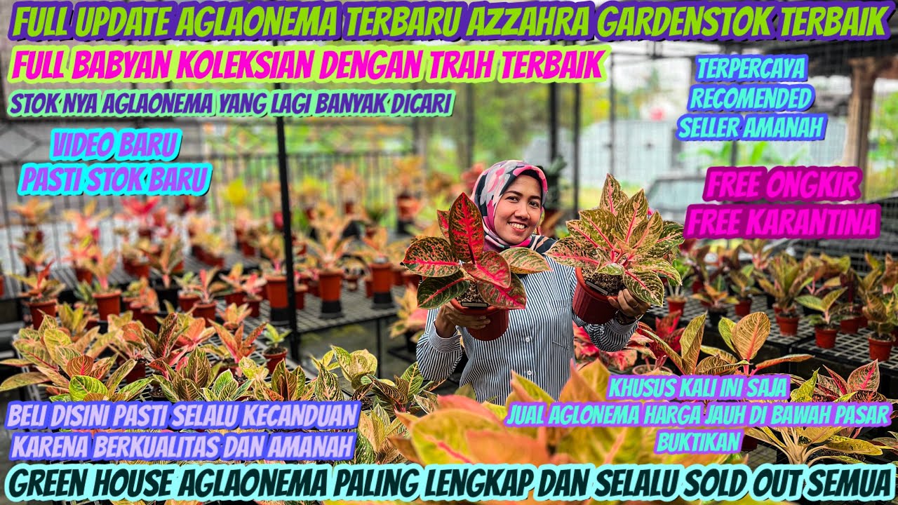 AWAL BULAN JUAL AGLAONEMA DI BAWAH PASAR‼️KHUSUS DI VIDEO INI SAJA BERLAKU TIDAK LAMA‼️MANFAATKAN‼️