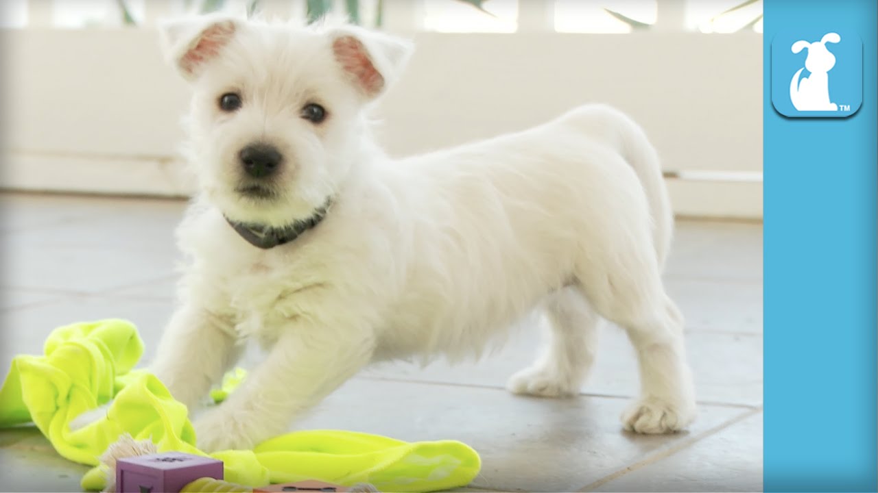 West Highland Terrier Puppies Are the Absolute Cutest Puppies in the World - Puppy Love