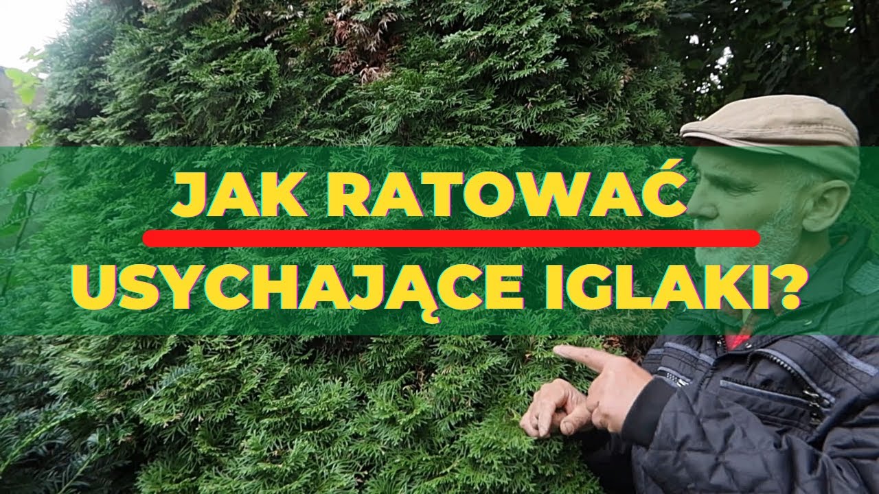 Jak ratować usychające iglaki?