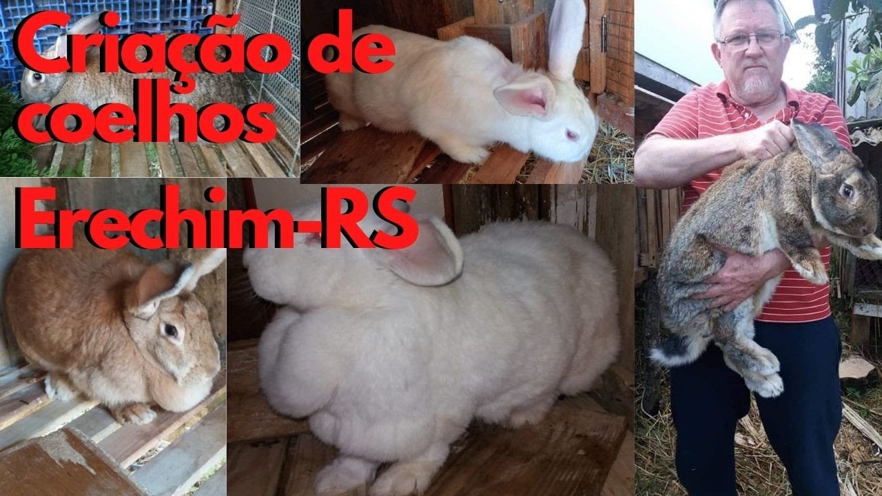 Criação de coelho gigante de Flandres