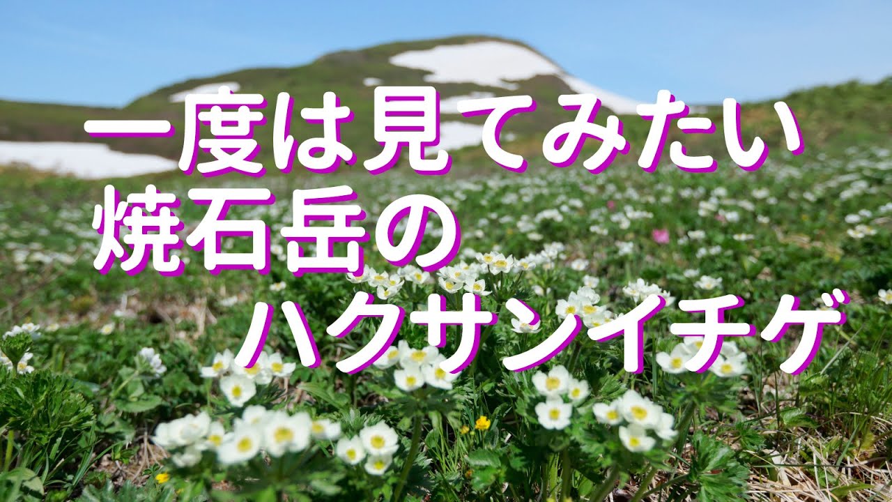 焼石岳のハクサンイチゲの大群落