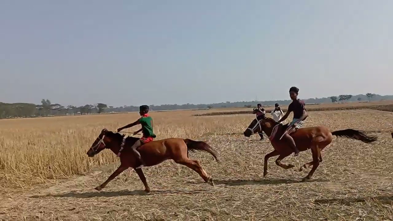 🐎বীর সন্তান অচিন পাখি 🐎🦄দৌলত বাসা দৌলতপুর🐎🦄 ঘোড়ার রেস কৃষ্ণ কৃষ্ণ 🐎অংশগ্রহণ করছে🐎 সবগুলো অনু 🦄🇧🇩
