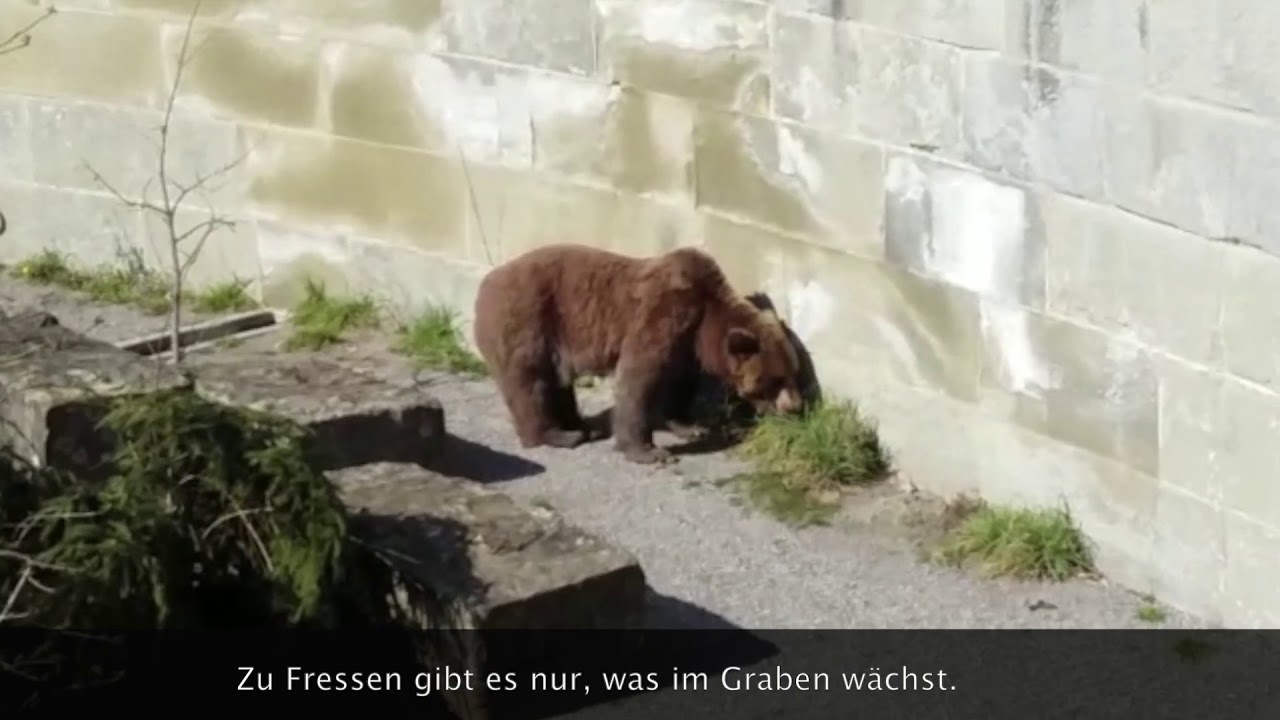 B&auml;ren im B&auml;renPark werden langsam aktiv