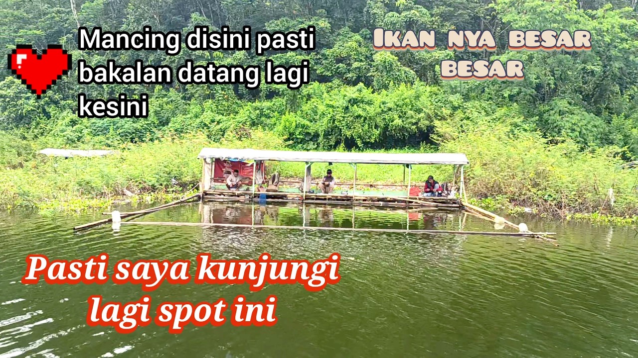 Dibikin geregetan sama sambaran ikan besar ini, sampe joran ku di acak acak. Akan saya kunjungi lagi