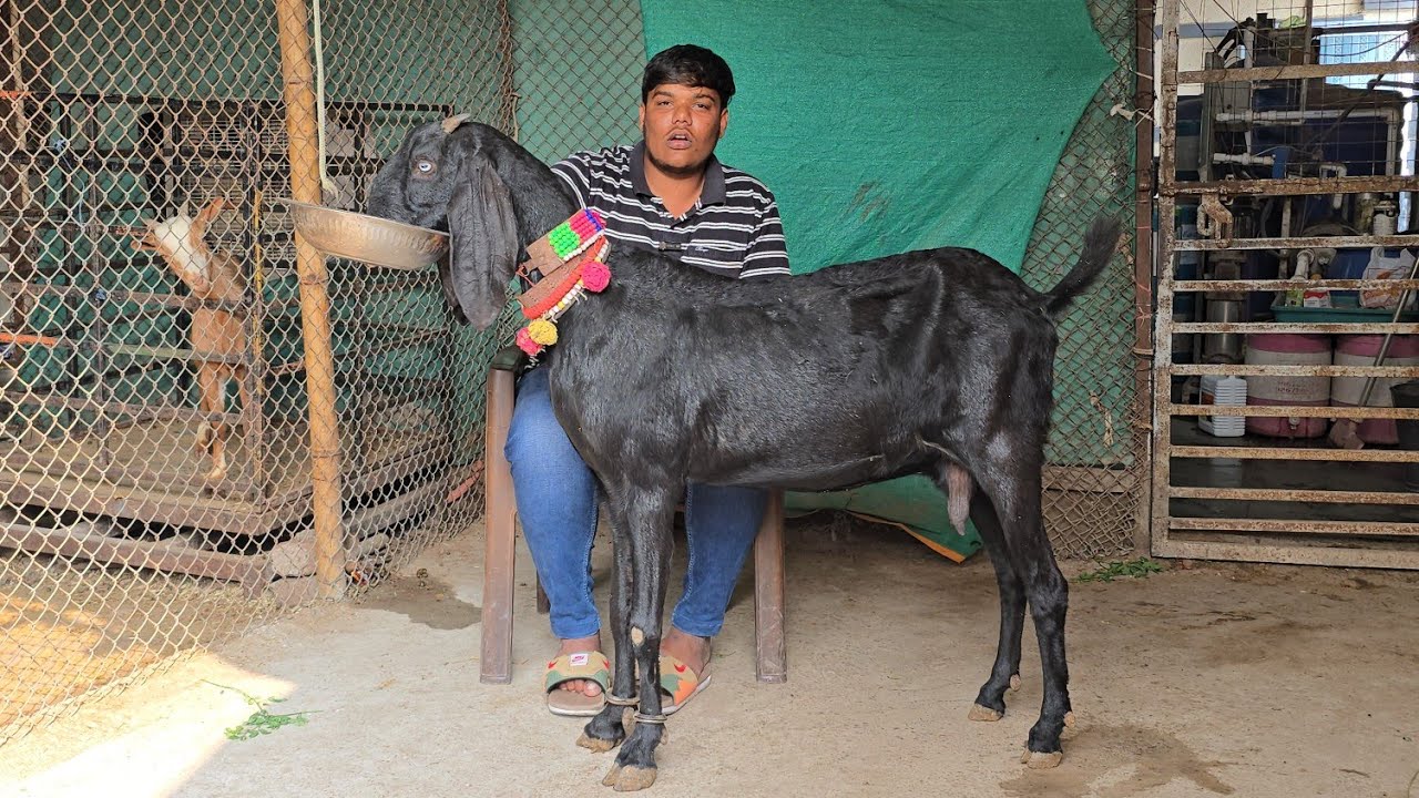 Huzaif Bhai ka Dhamaka Offer on Beetal goats at National Goat farm Yeola 