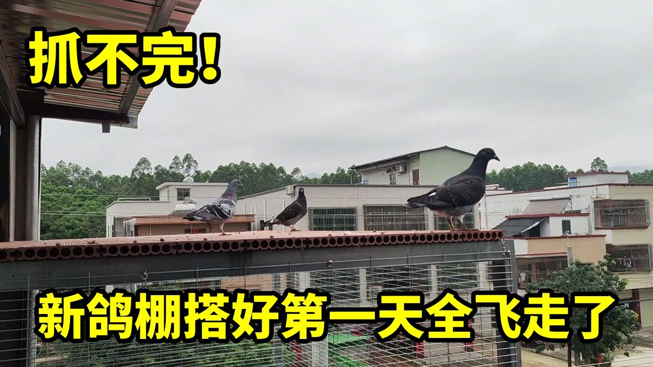 太着急了！鸽棚搭好鸽子才关了一天就放出去，现在都不知道进棚 