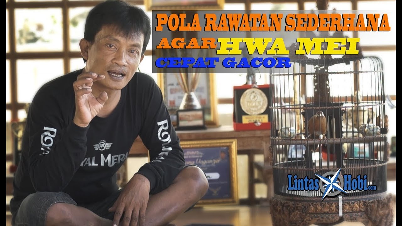 Rawat Sederhana Agar Hwa Mei Cepat Gacor