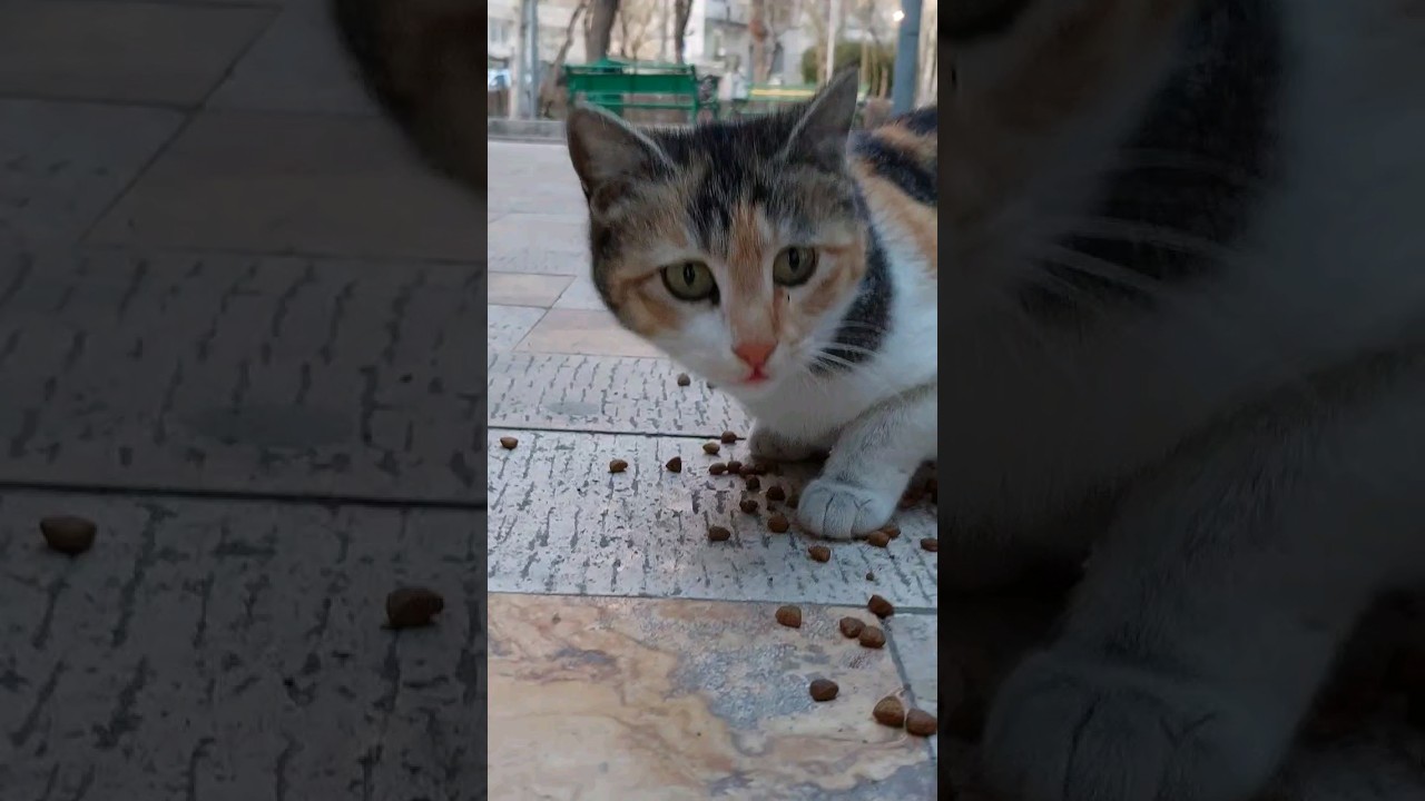 Cute face hungry stray cats😻😺🐈‍⬛🐈 