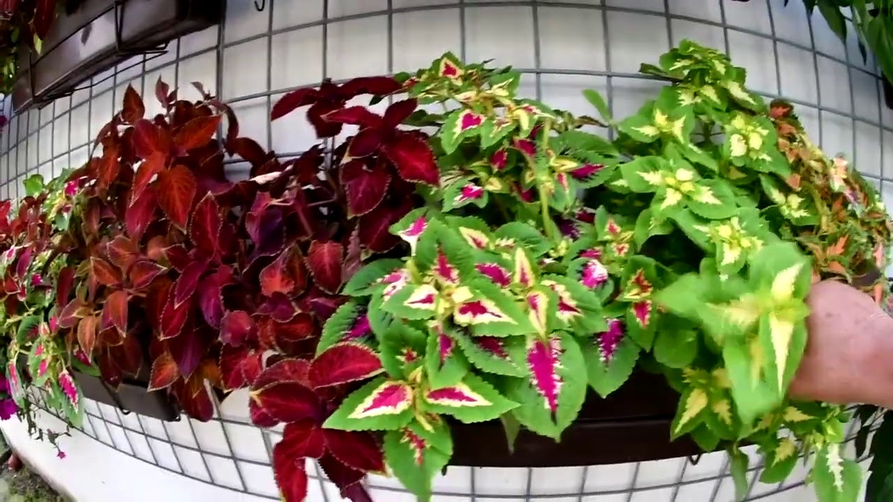 Coleus kopřiva