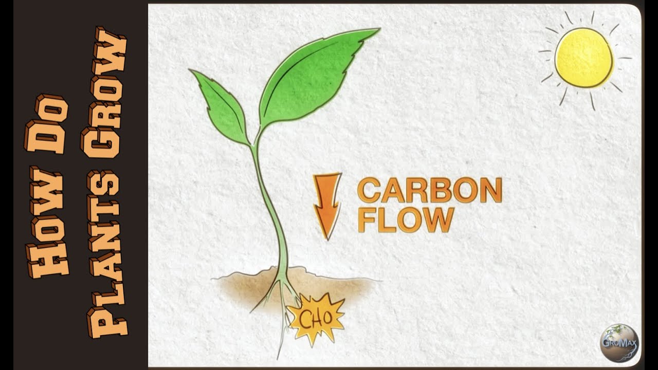 How Do Plants Grow