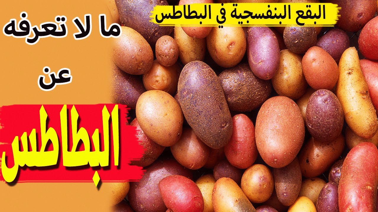 البطاطس - اللون البنفسجي في البطاطس - البقع الحمراء في البطاطس - مالا تعرفه عن البطاطس