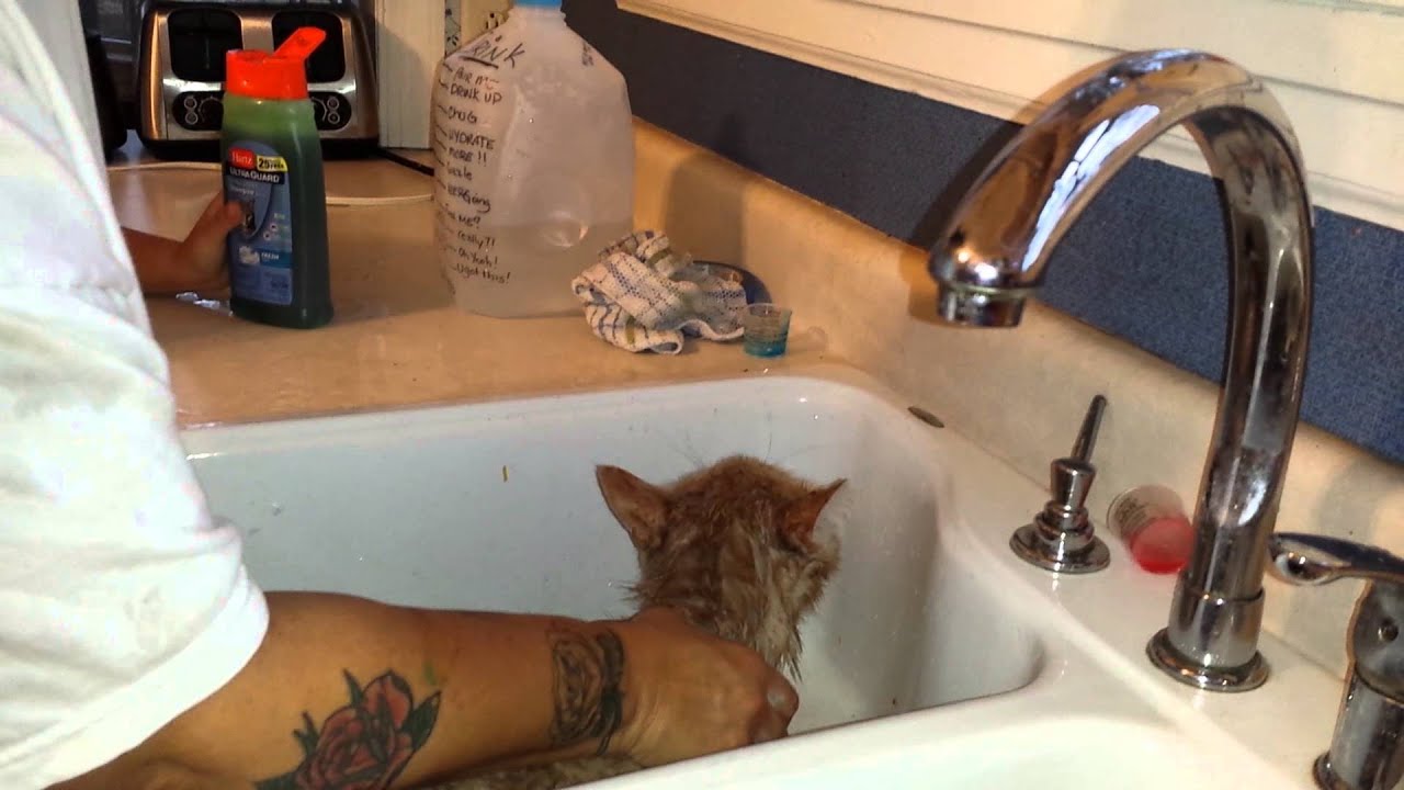 Angry cat  Presley gets bath