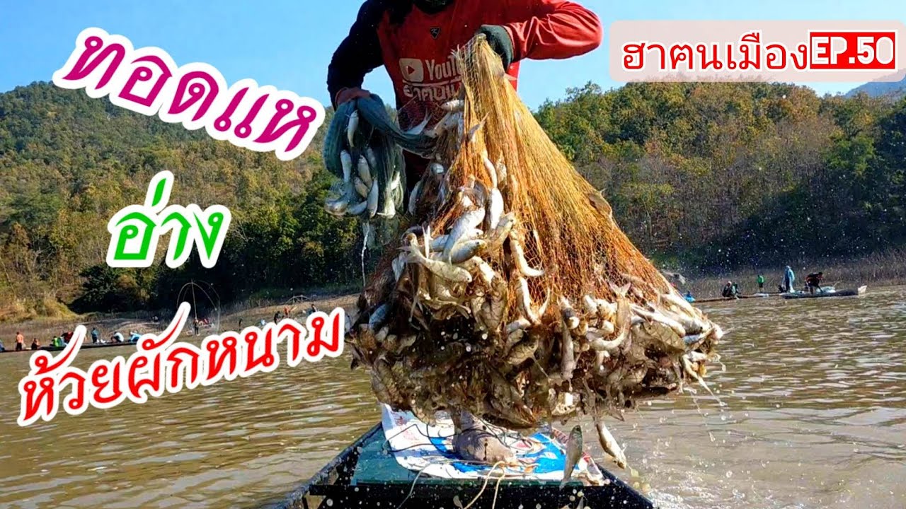 ทอดแห หว่านแห หาปลา อ่างเก็บน้ำห้วยผักหนาม ฮาฅนเมืองEp.50