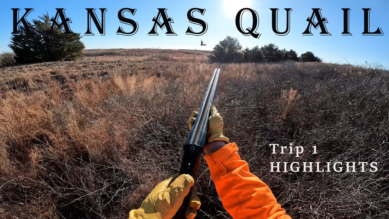 Early December Kansas Quail & Pheasant Trip- HIGHLIGHTS