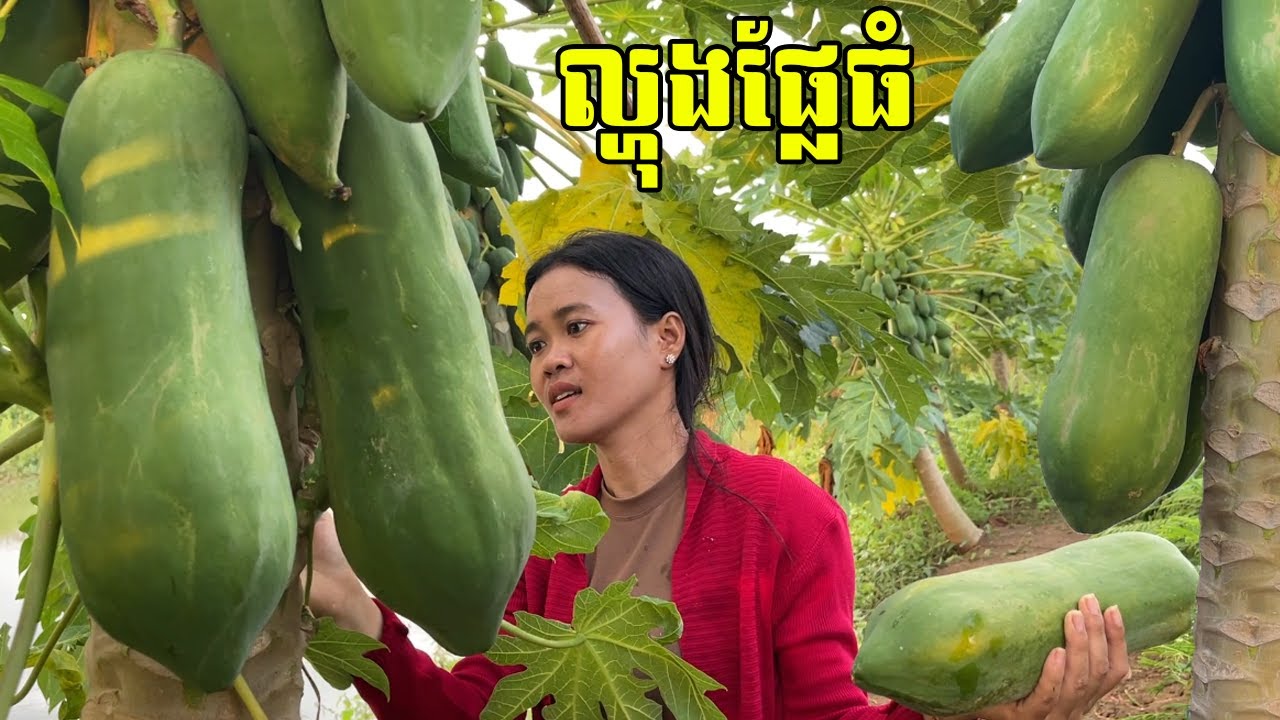 ល្ហុងផ្លែធំ ប៉ុន្តែស្អំវិញ ធ្លាក់ថ្លៃហៅលែងឮ ដើរបេះកន្ទ្រង់លក់​ជីវិតស្រុកស្រែគឺបែបនេះហើយ