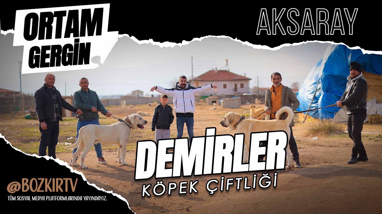 ARANAN KÖPEK SOYLARI BU ÇİFTLİKDE | TİM RAMAZAN | MAHMUT DEMİR | DEMİRLER KÖPEK ÇİFTLİĞİ